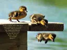 rely-trust-angels-chicks