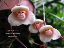 monkey, orchid
