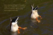 ducks-move-further