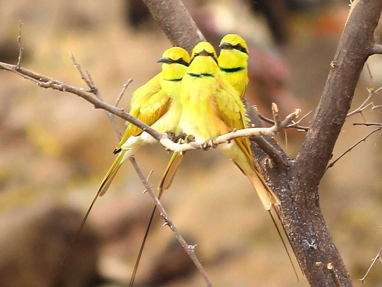 194-3-yellow-birds