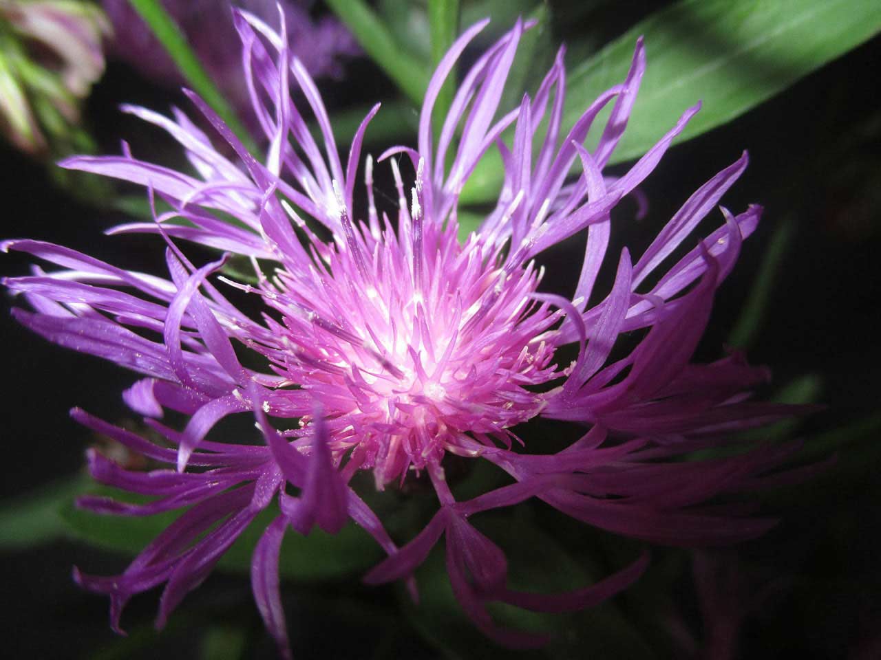 197-purple-corn-flower