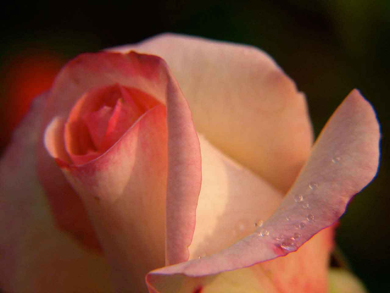 400-heart-orange-rose