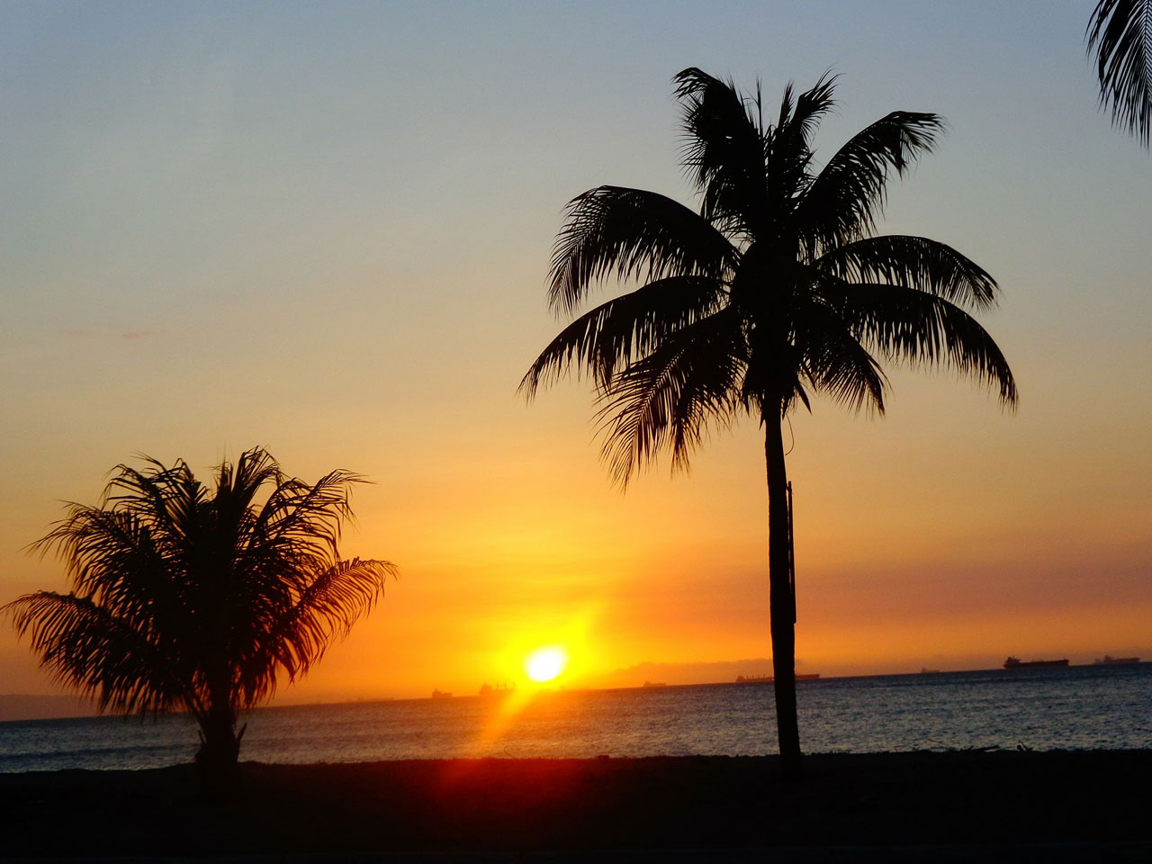 455-sun-palm-trees