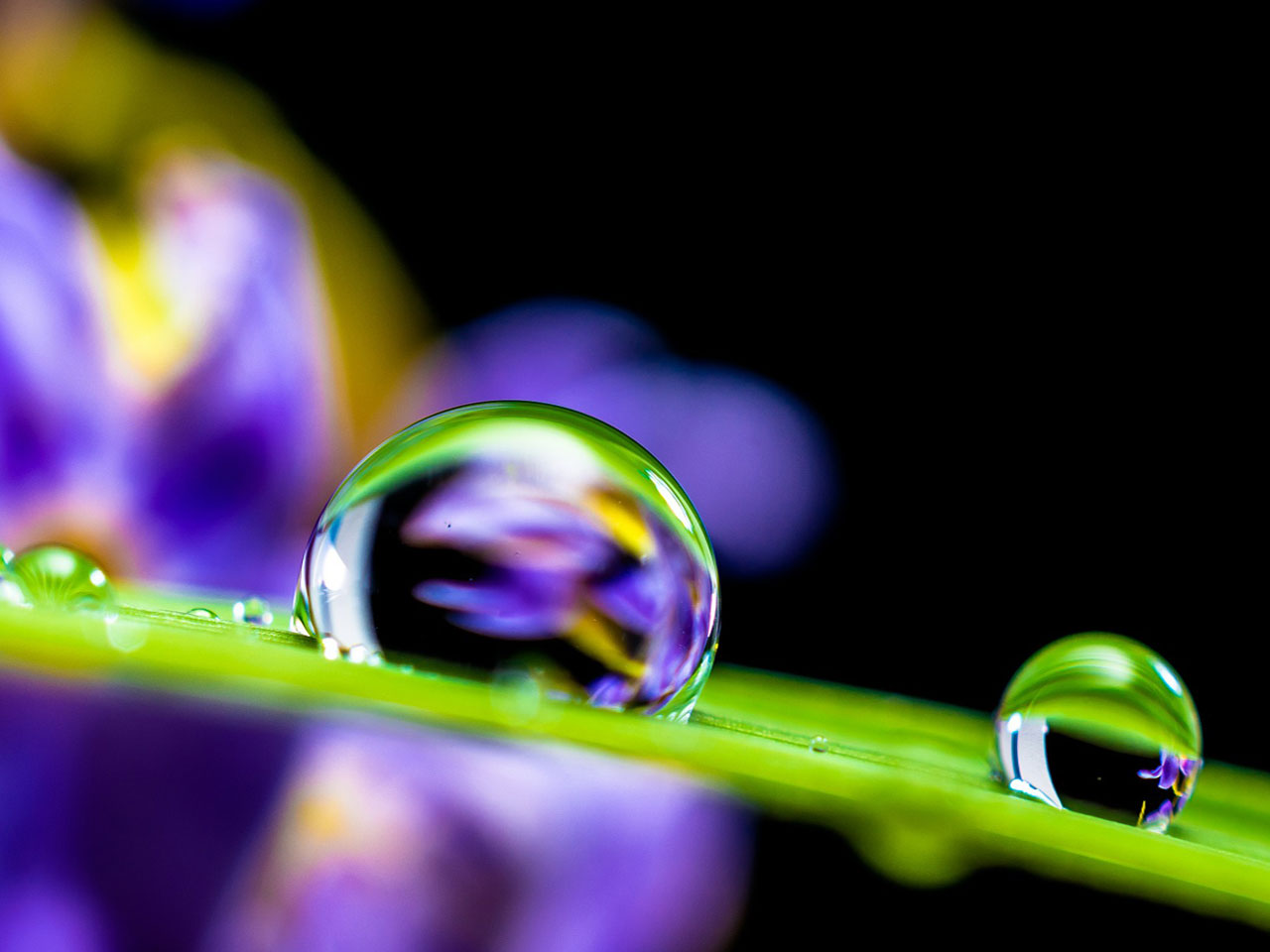 487-water-drops-purple