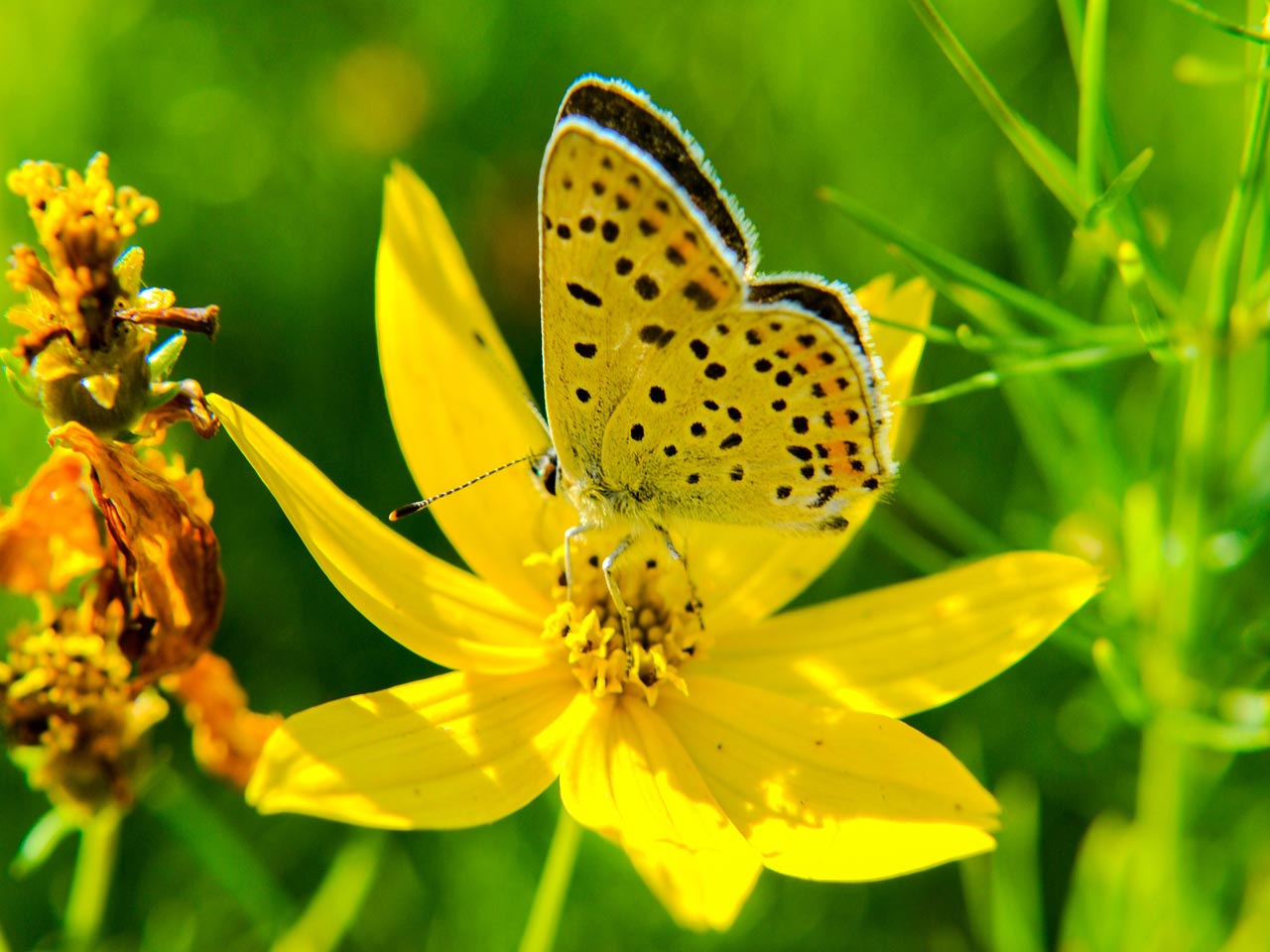 488-yellow-butterfly