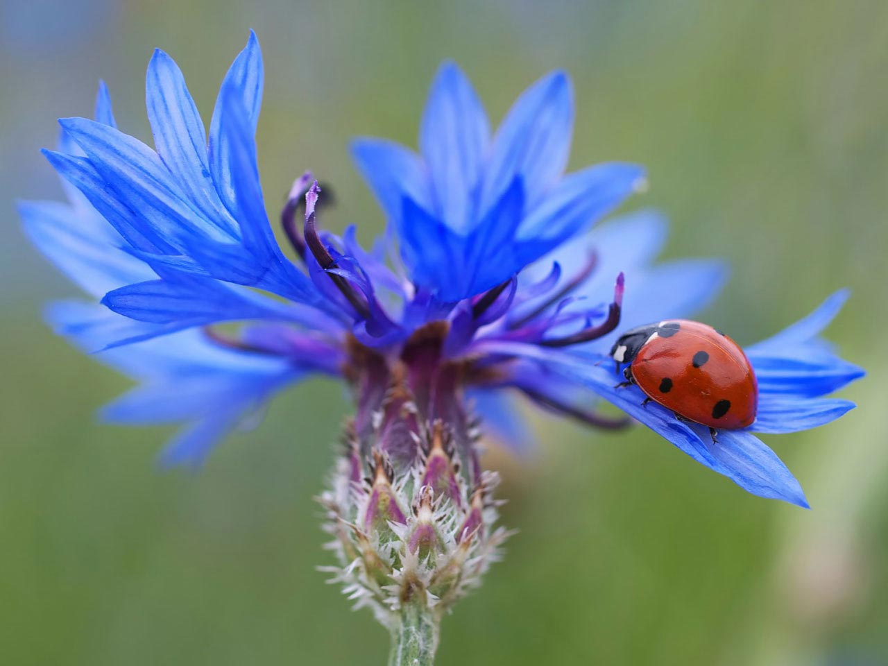 490-ladybug-blue