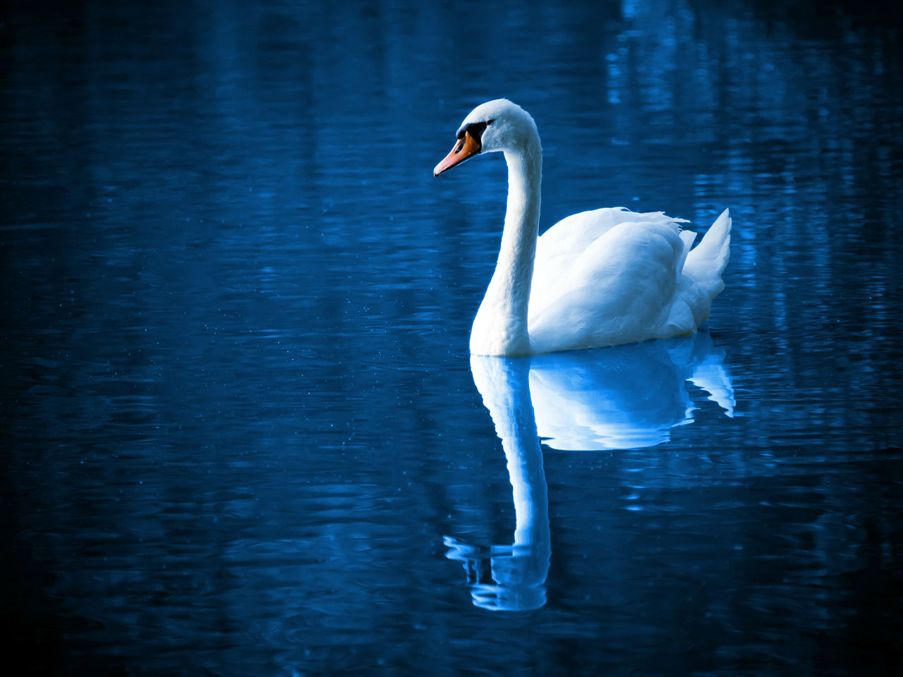 501-white-swan