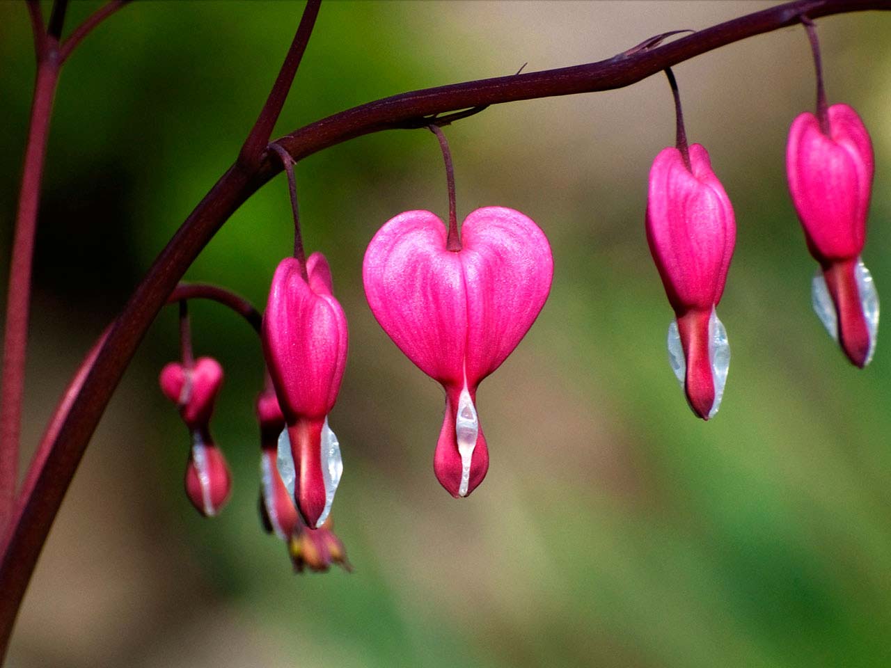 563-bleeding-hearts