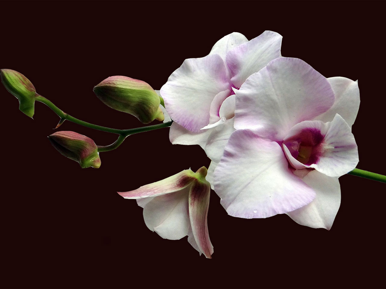 572-wild-orchid-tree