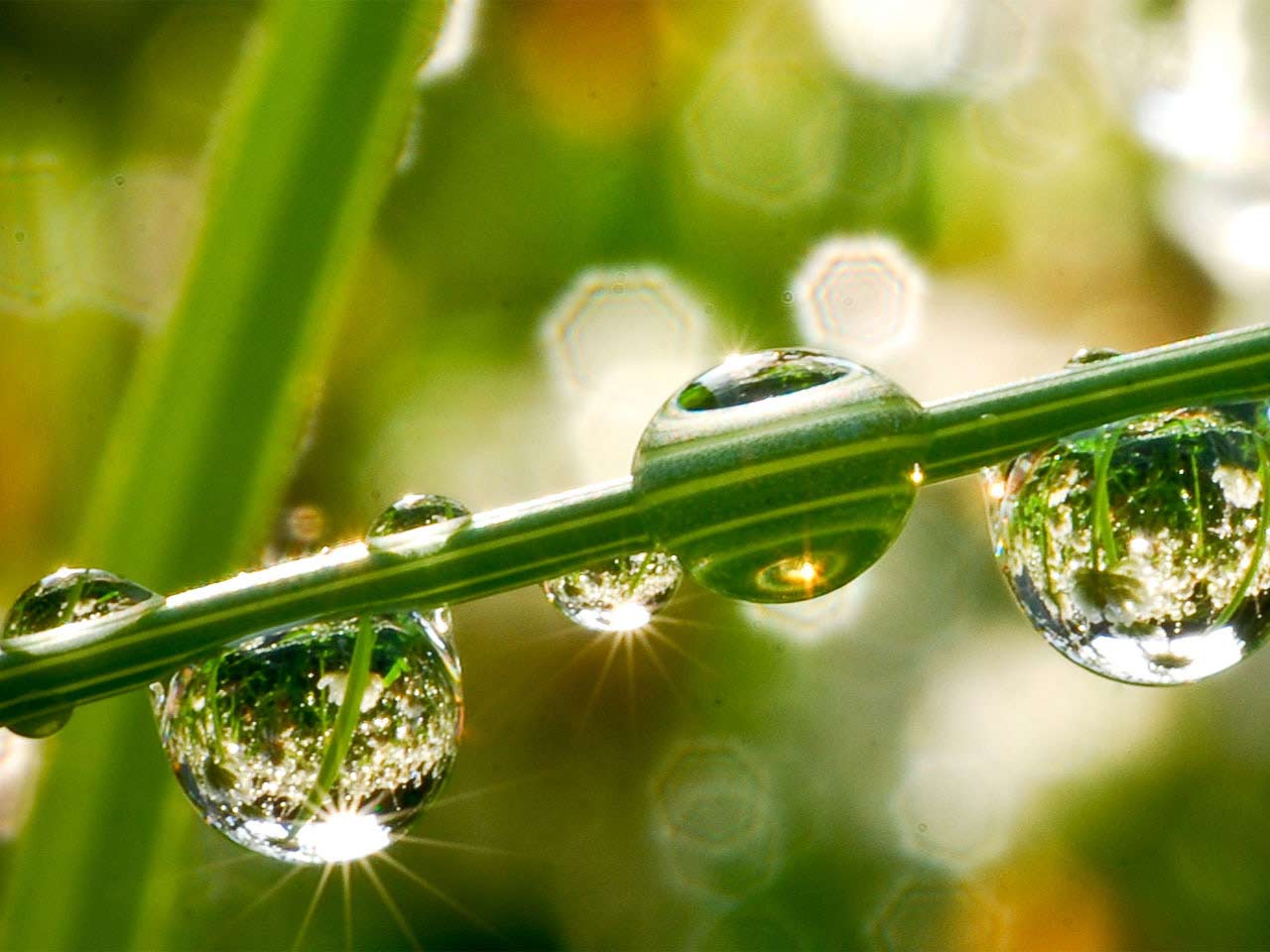 618-green-drops
