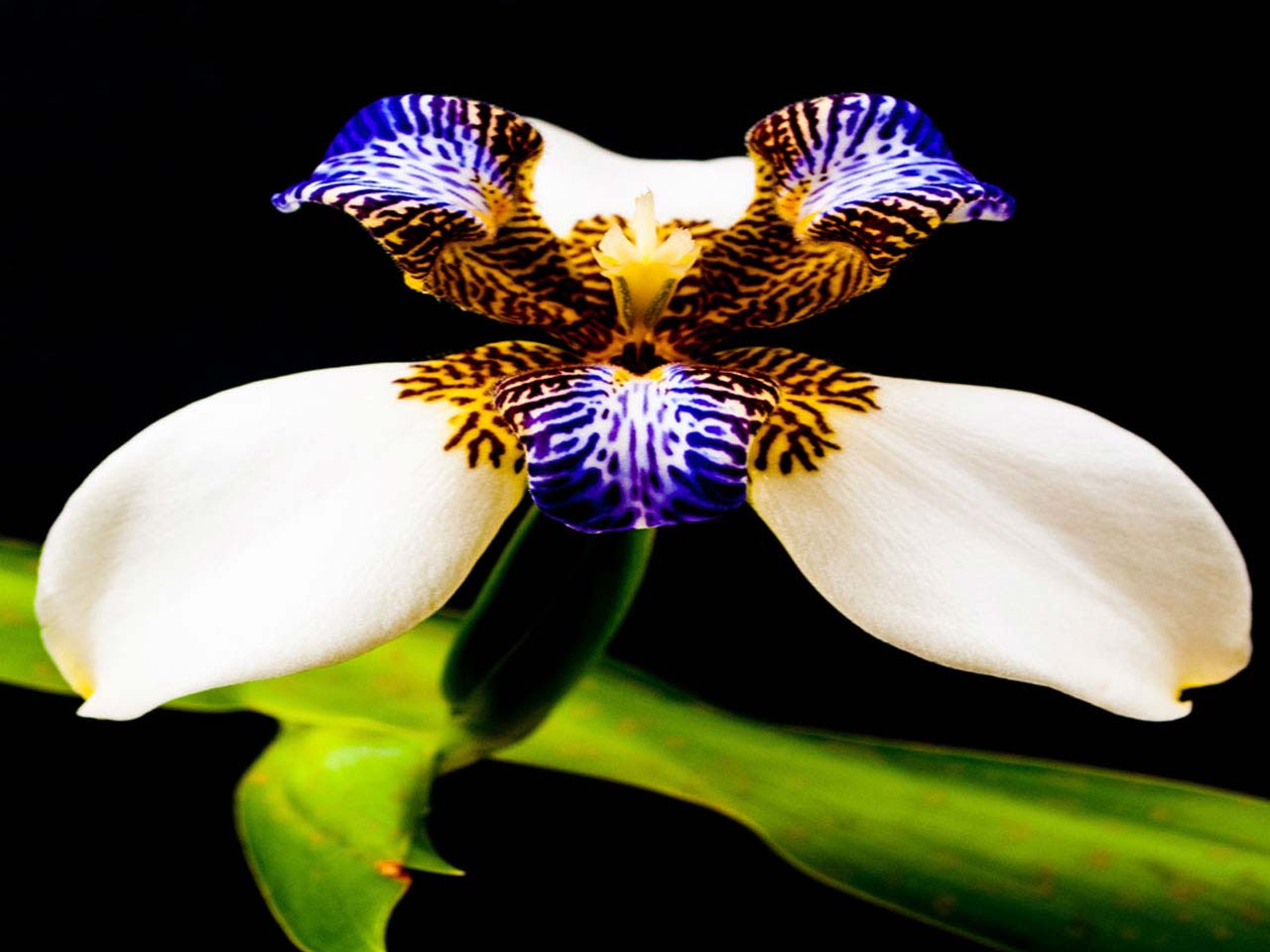 648-white-blue-orchid