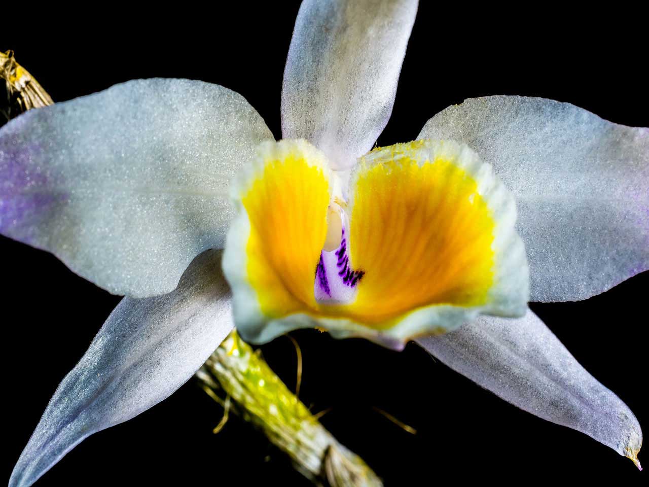 629-white-yellow-orchid