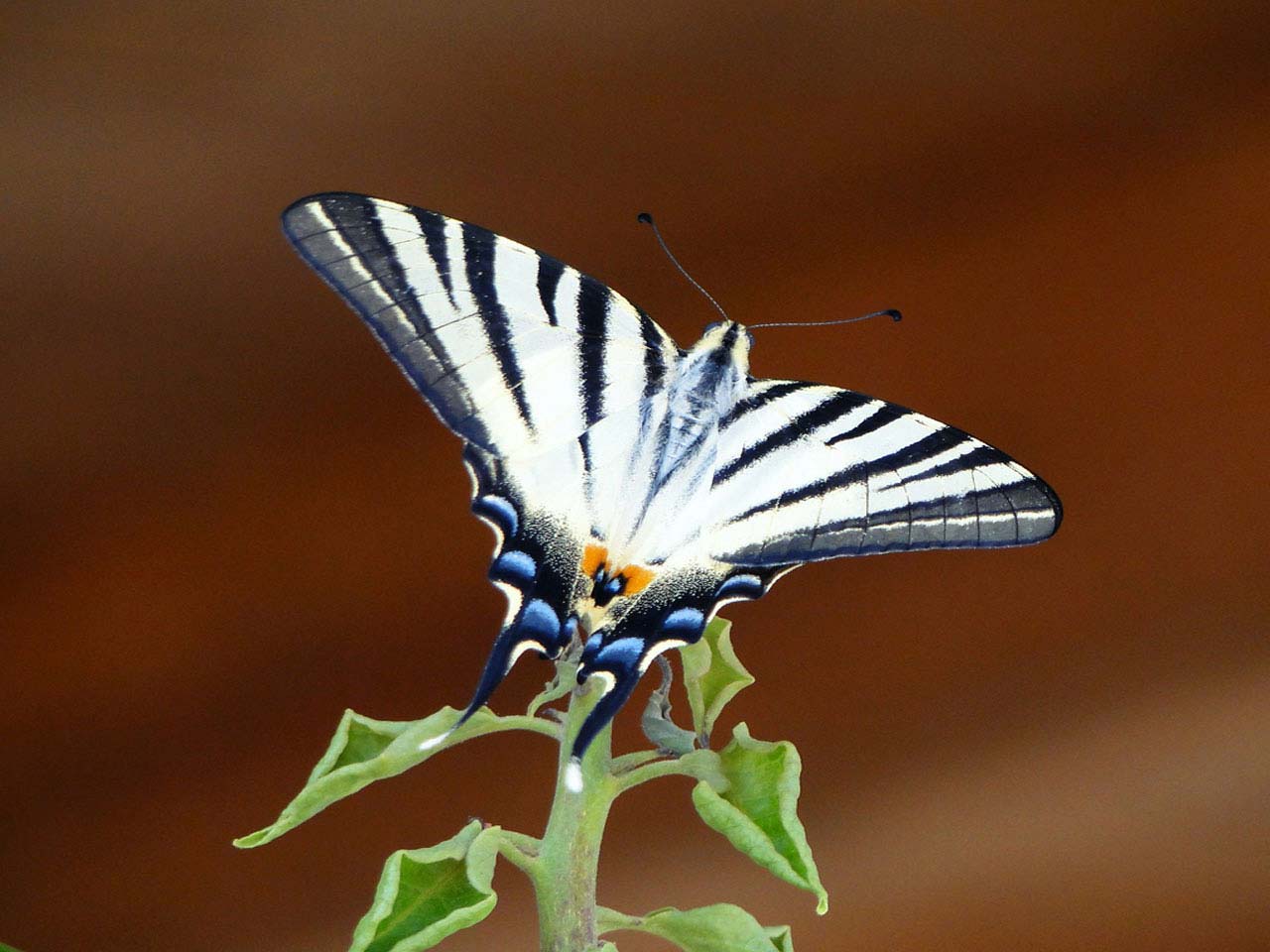 682-white-butterfly