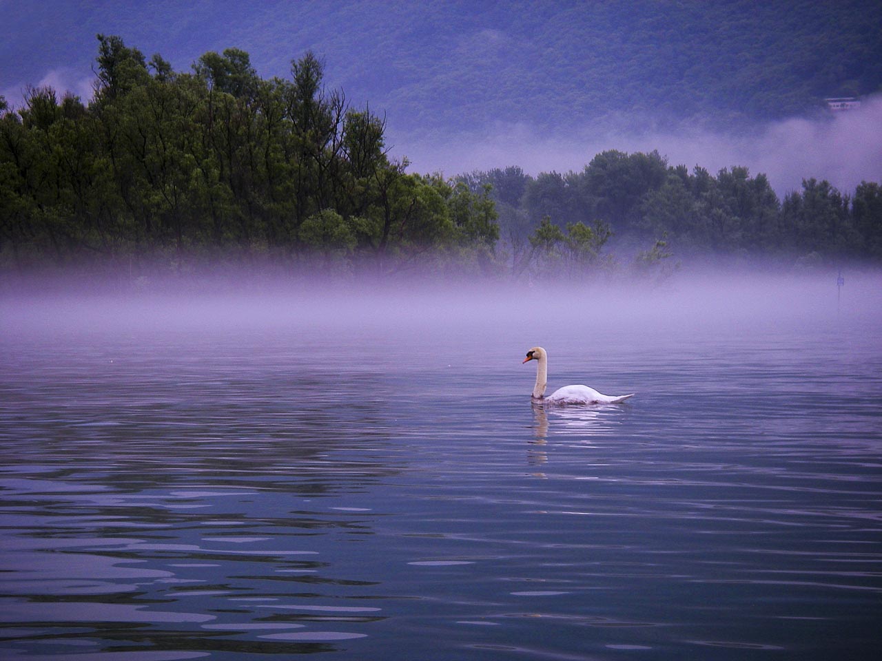 703-swan-fog