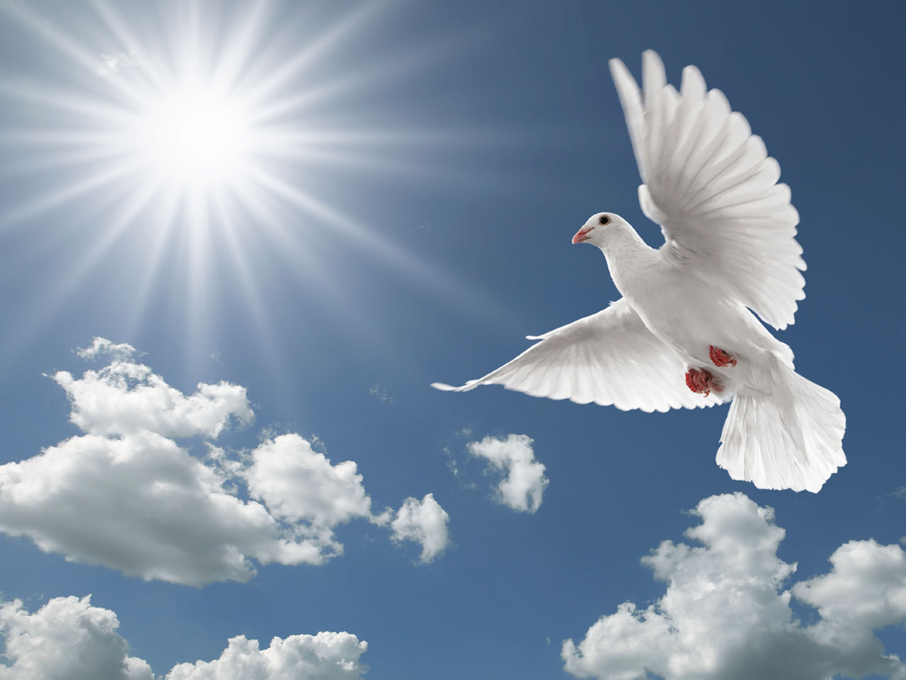 24-witte-duif