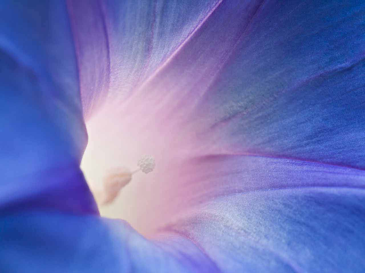 360-center-blue-flower