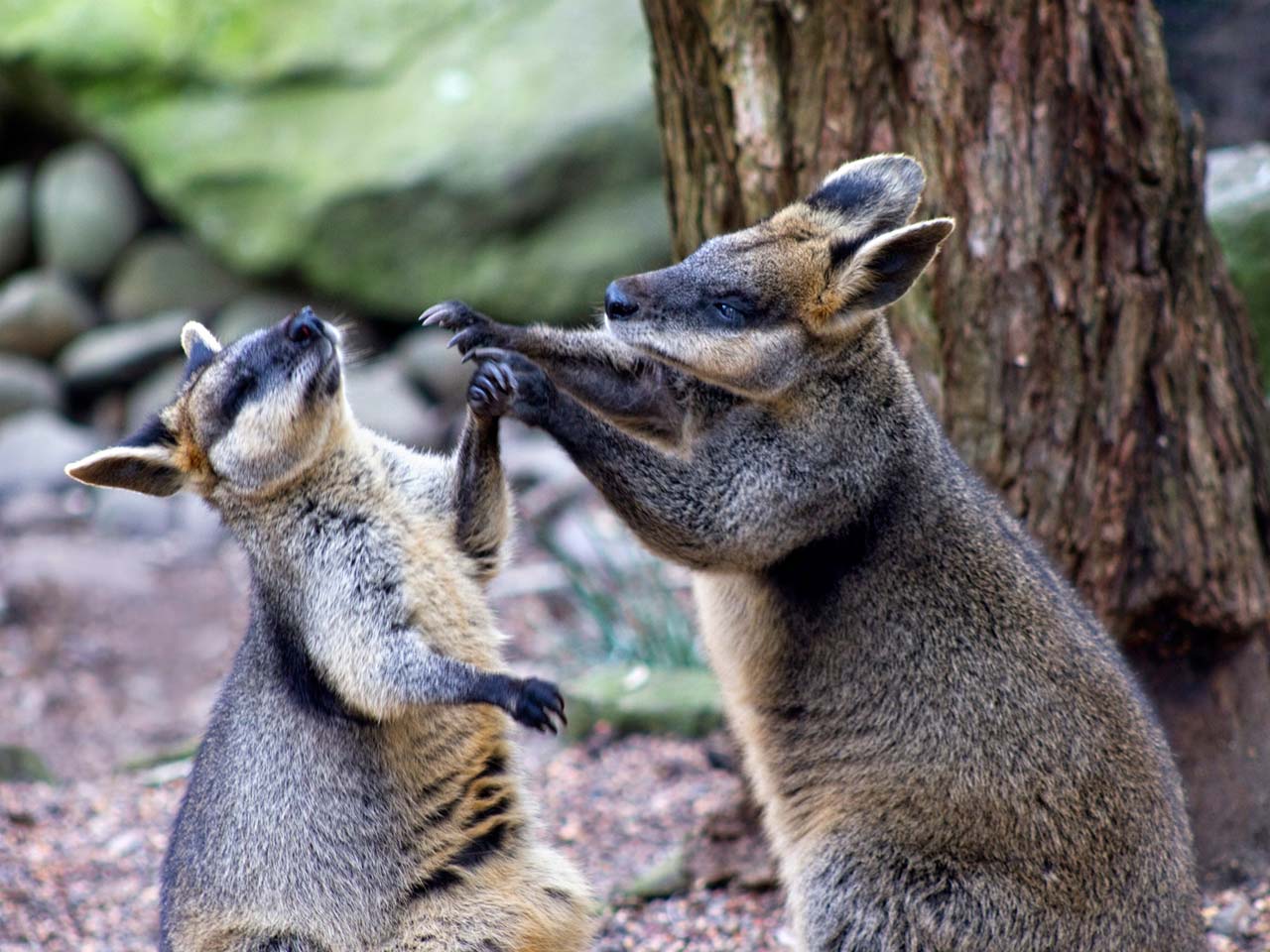 634-fighting-animals