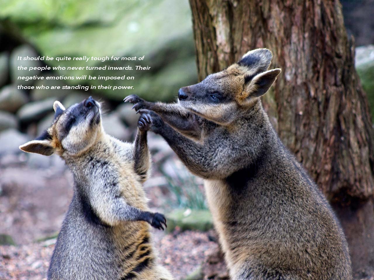 634-fighting-animals