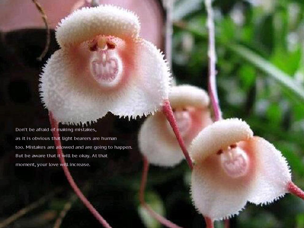 643-monkey-orchids
