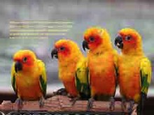 authentic, draw limits,