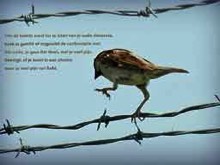 confrontation, dimension, barbed wire,