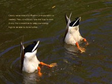 reflection, ducks feeding,